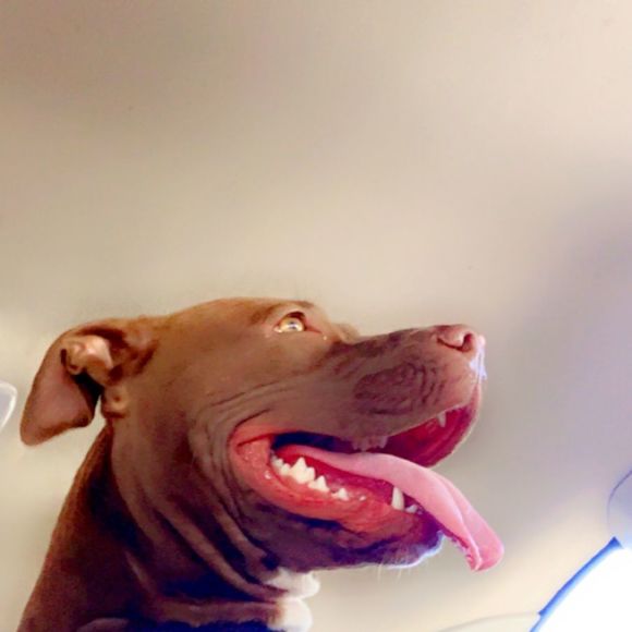 boogzkay